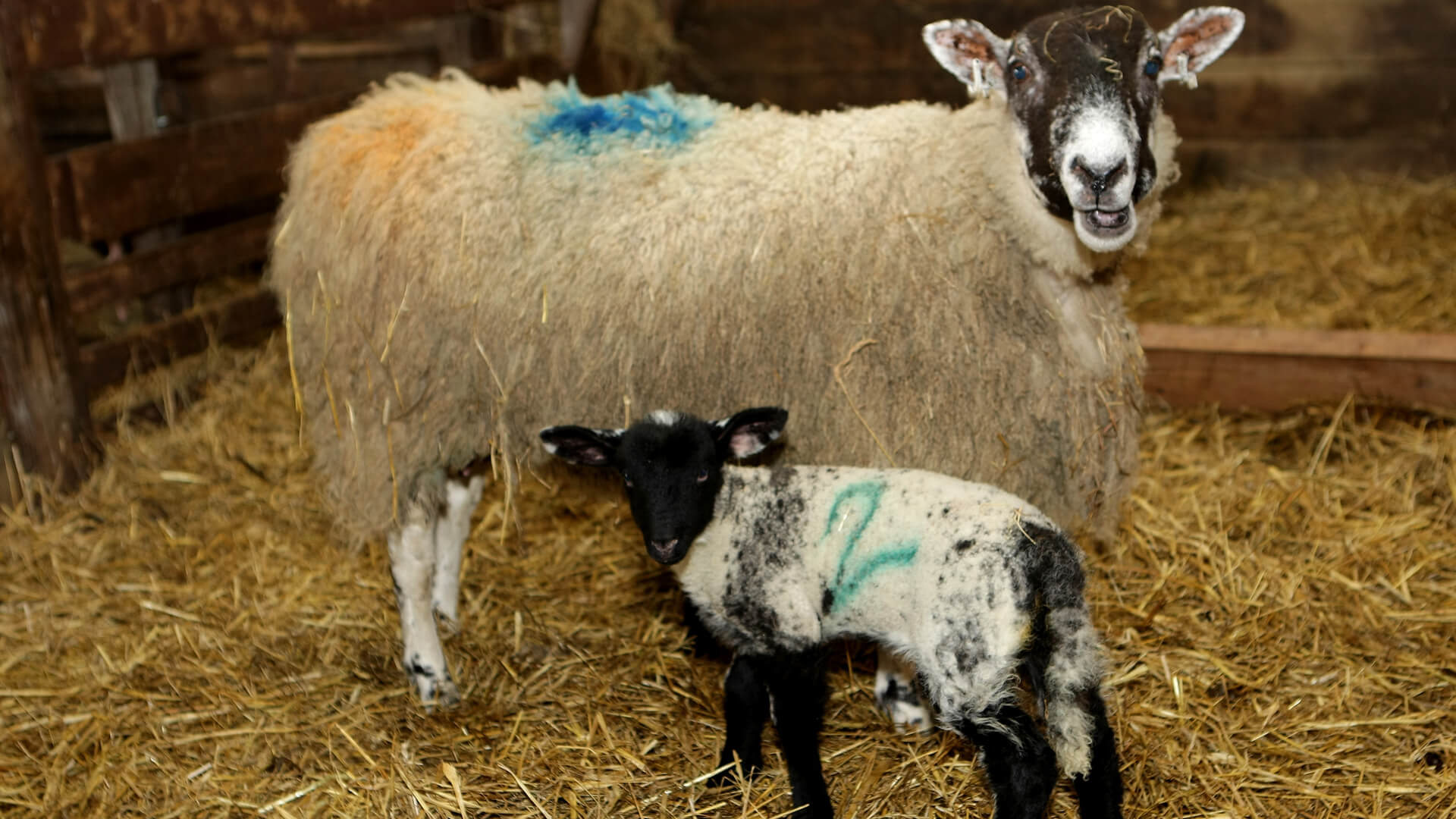 A sheep with a lamb in a barn.