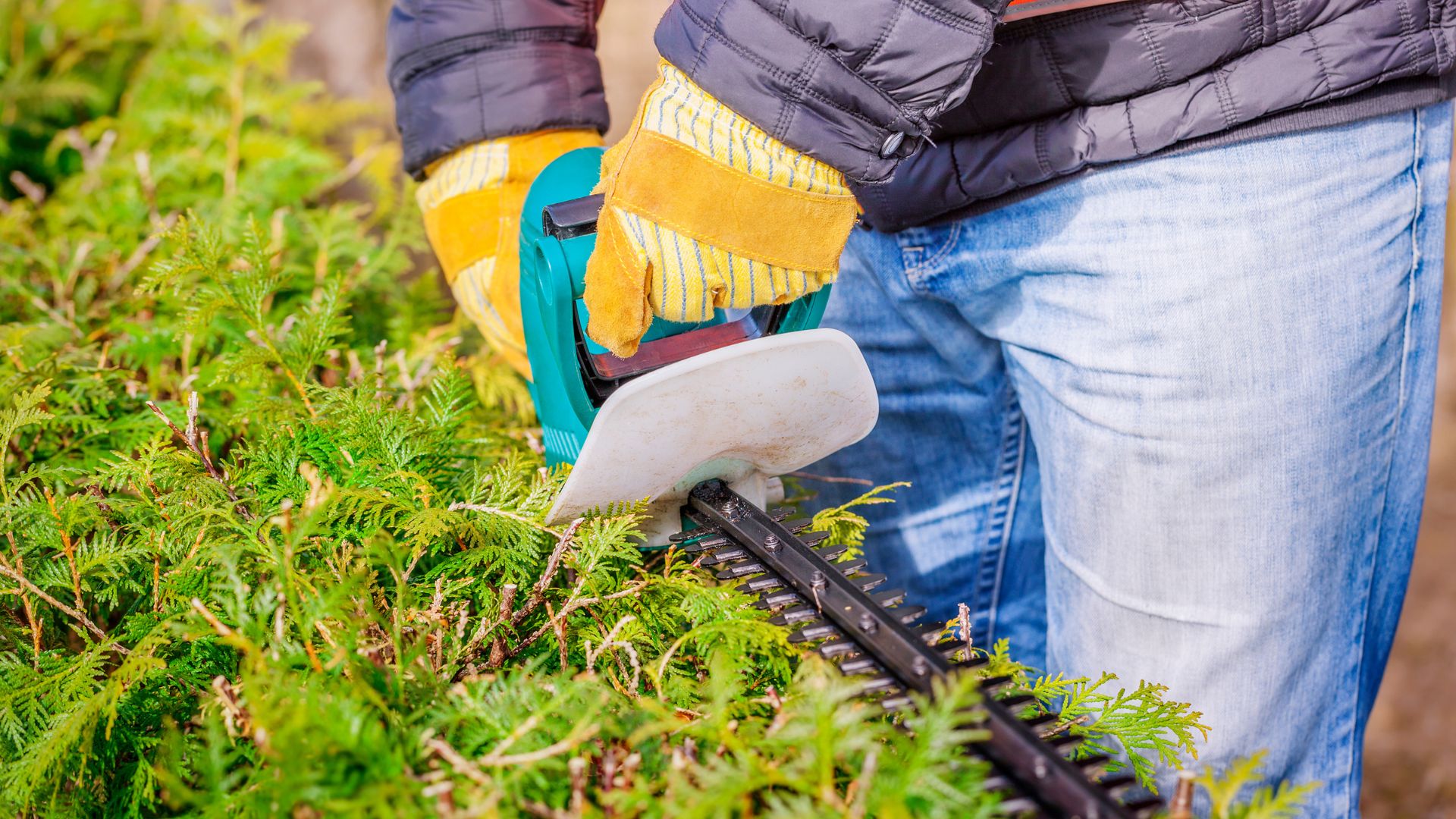 Close up of person using bush cutter on hedge