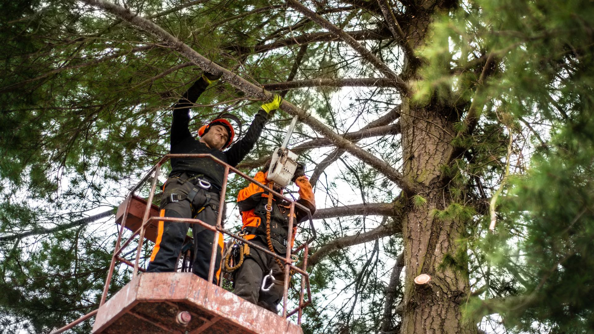 Two men on cherrypicker chainsawing branch from tree.