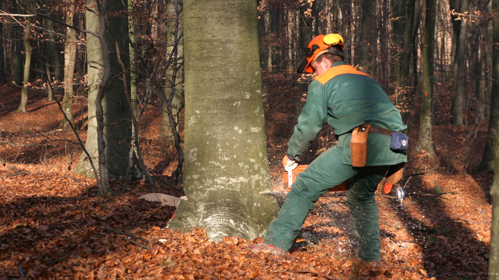 Person crouched using chainsaw on tree trunk.