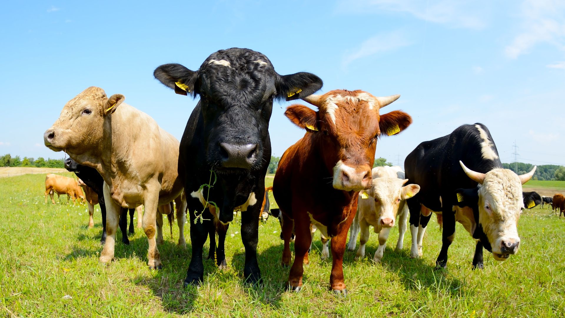 Cows on field.