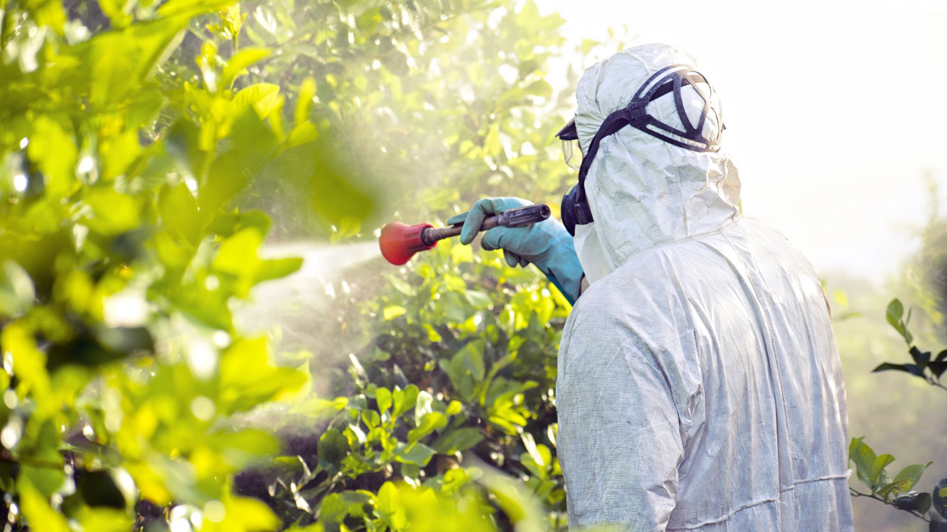 Person spraying pesticides into bush.