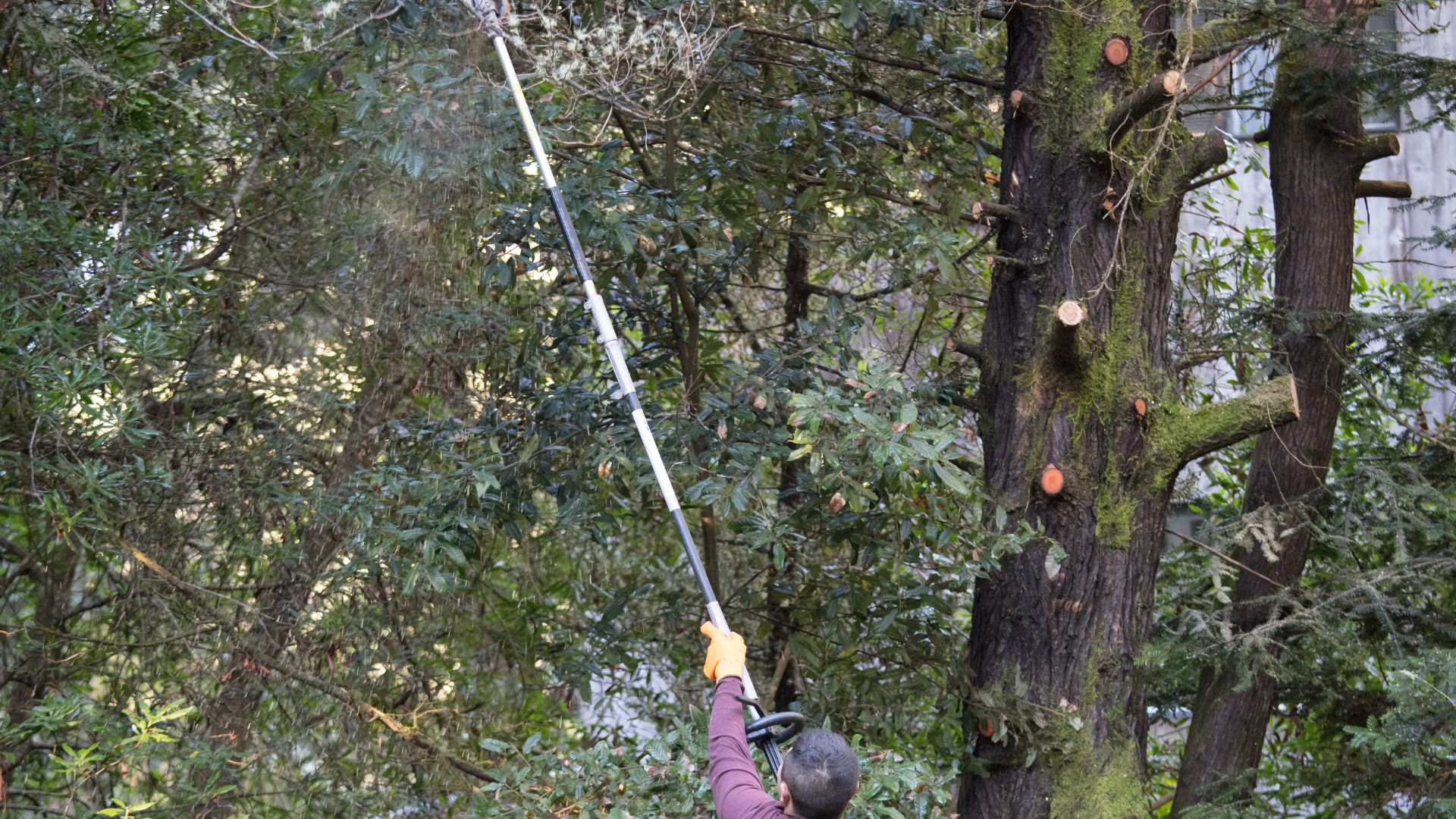 Person holding pole pruner into tree