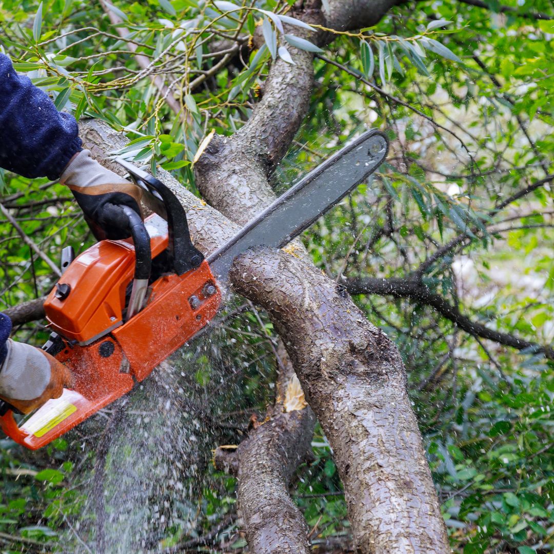 Close up of person using chainsaw to cut tree branch.