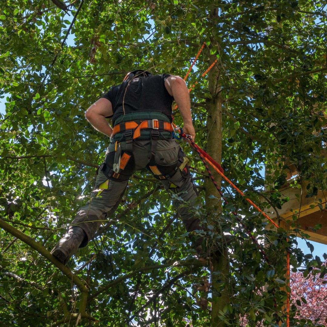 Person in harness suspended in tree.