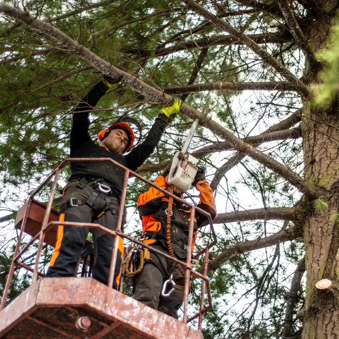 Two men on cherrypicker chainsawing branch from tree.