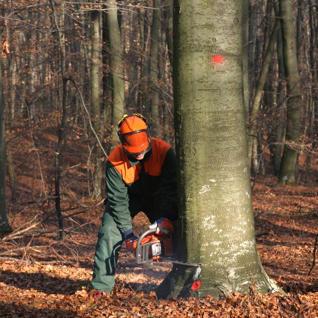 Person crouched at tree trunk using chainsaw.