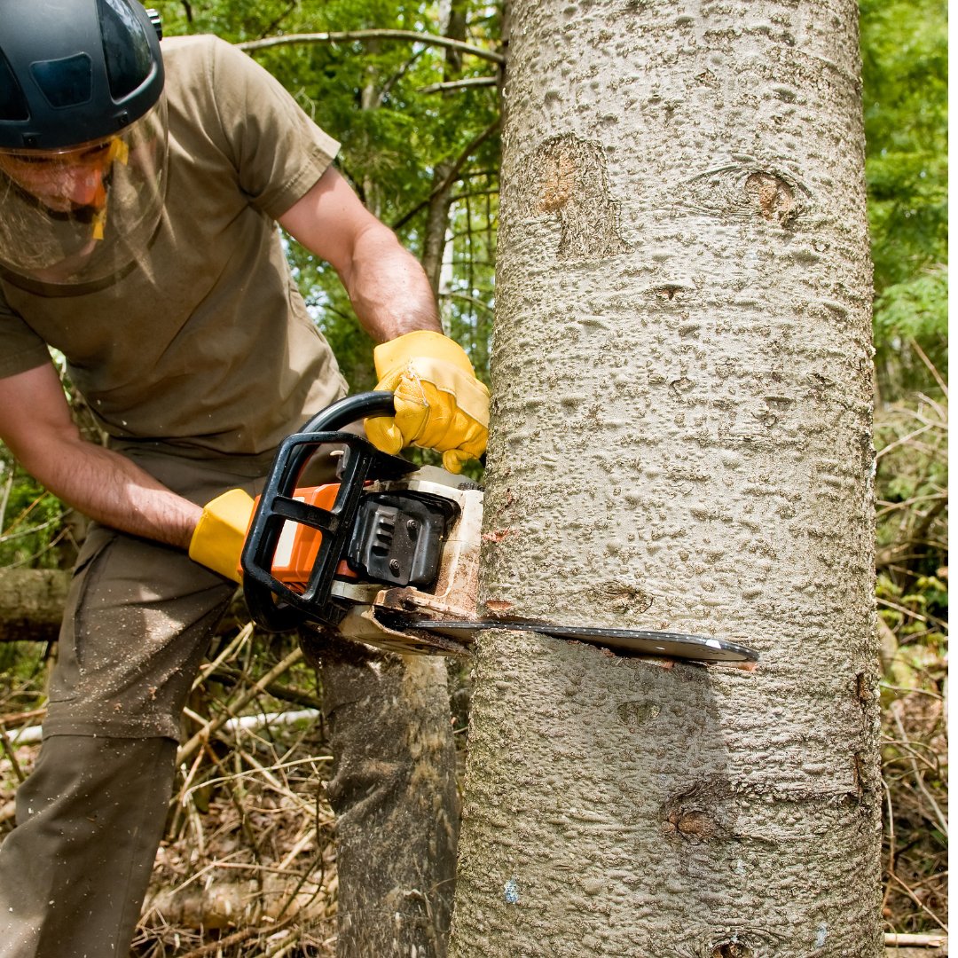 Person using chainsaw on tree.