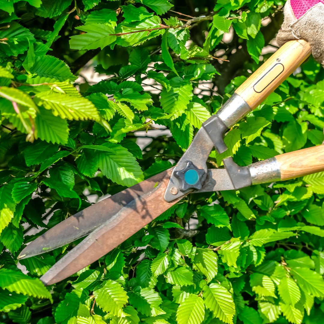 Man using hand held headge cutter trimming hedge