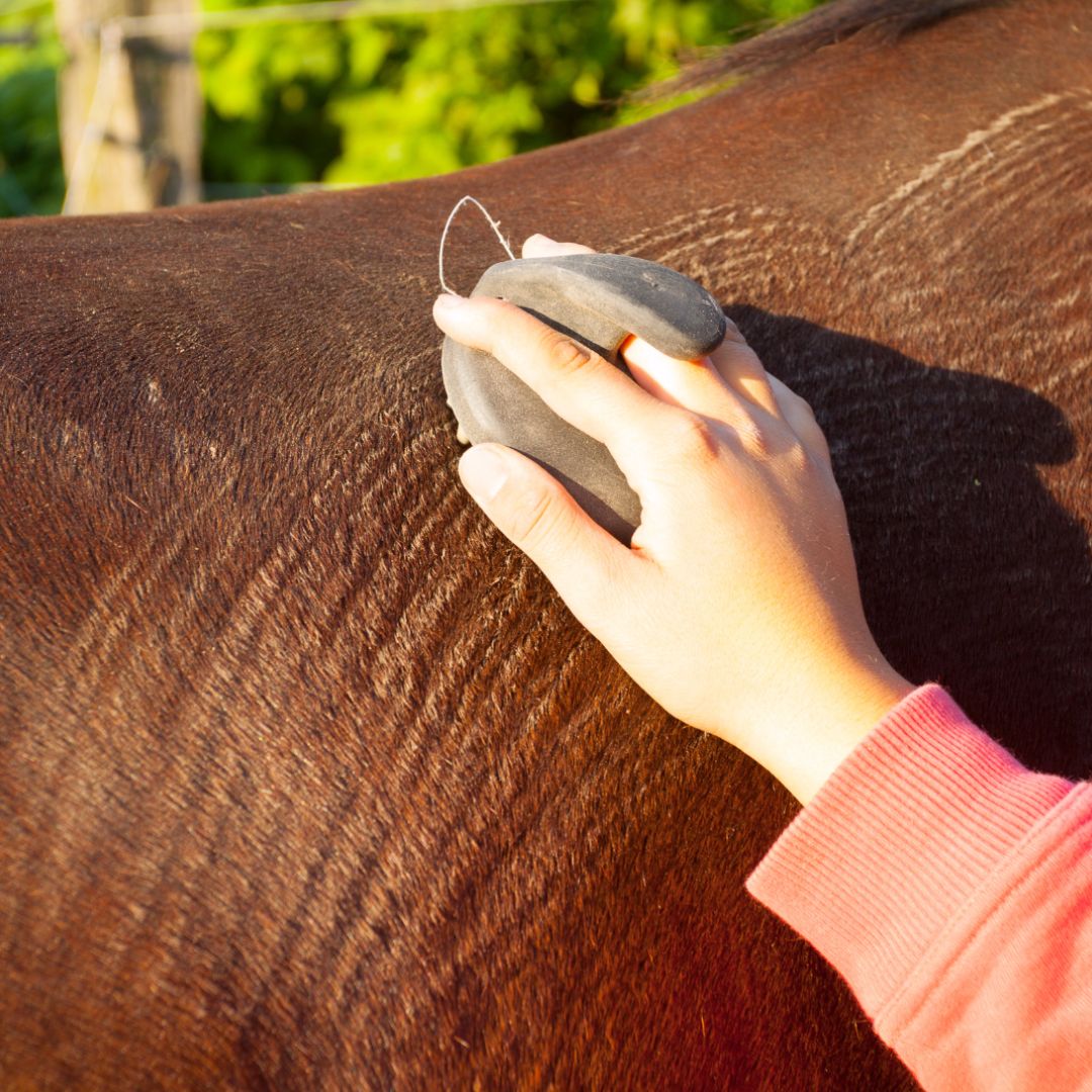 Closeup of a brown horse against a black background