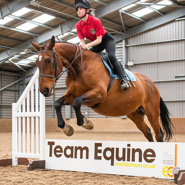 Young woman riding a brown horse and jumping over an obstacle.