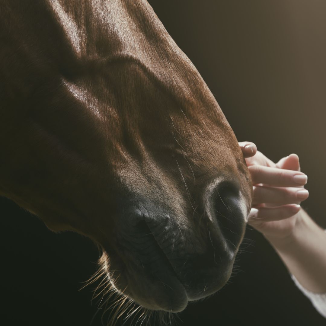 EDC equine student with horse.