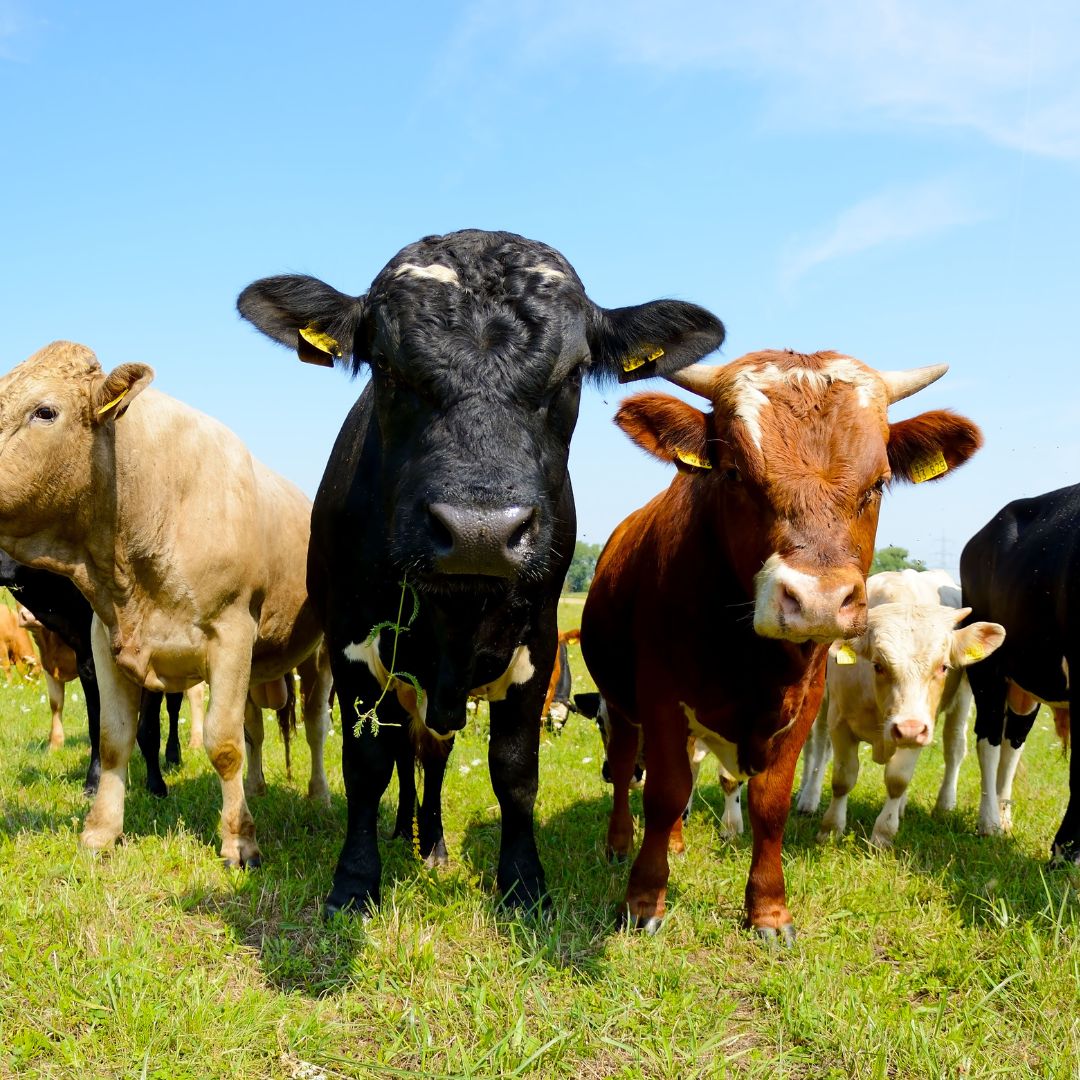 Cows on field.