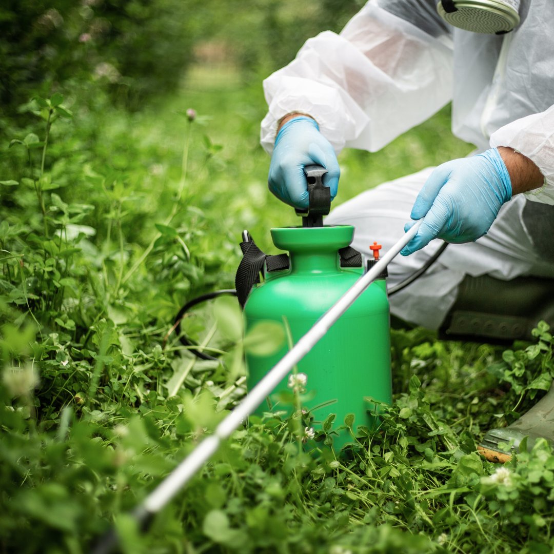 Person crouched in greenery holding pesticide sprayer.