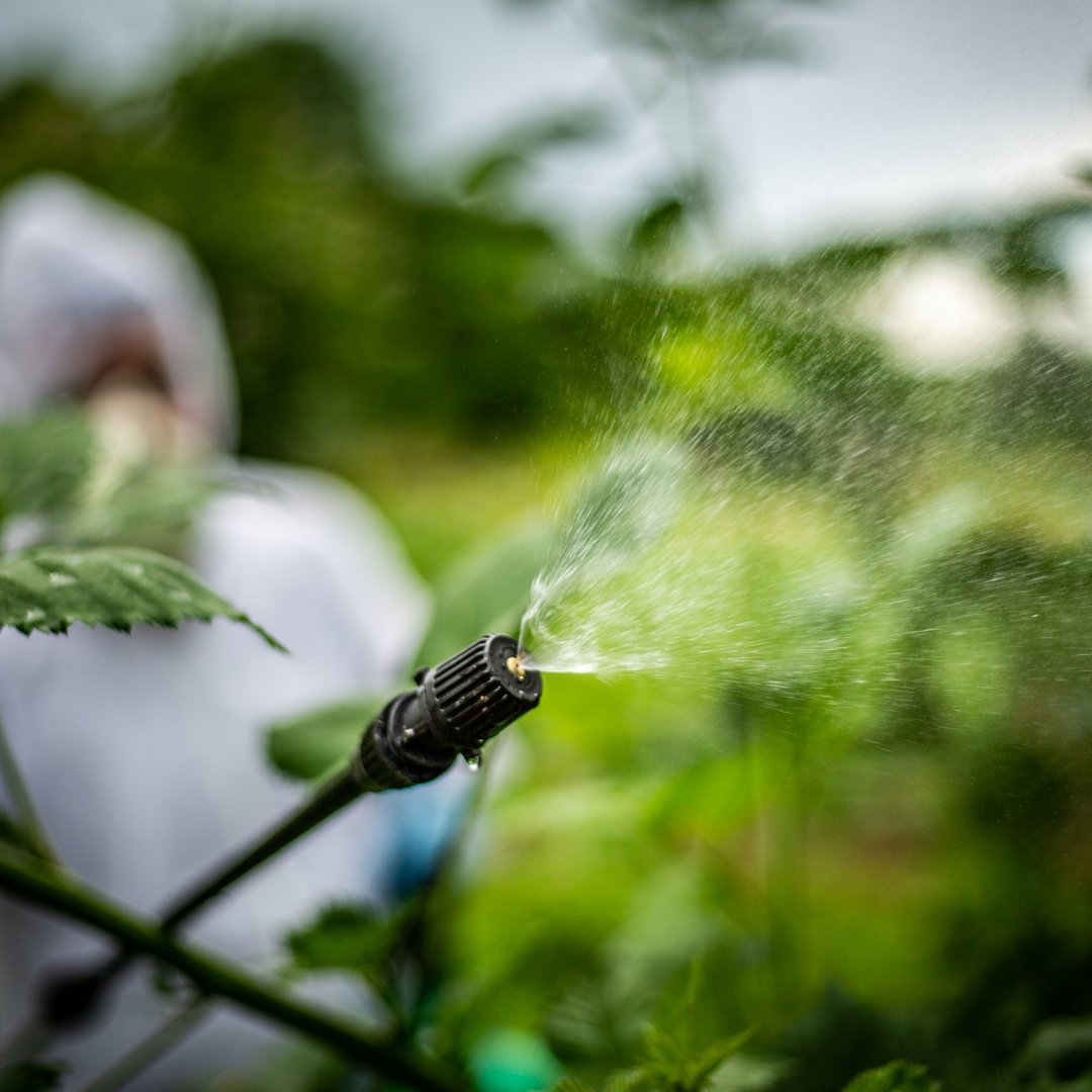 Person spraying pesticides into bush.