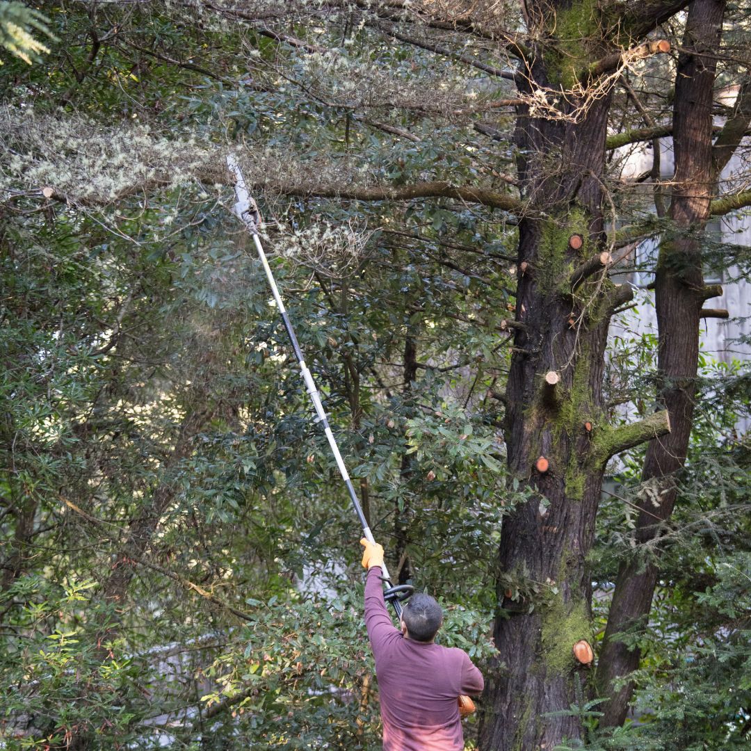 Person holding pole pruner into tree