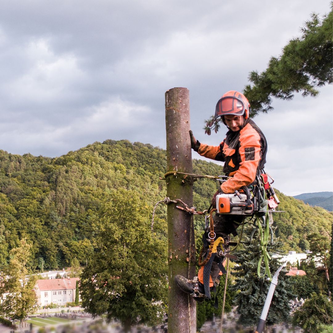 Person attached by rope and harness to top of a tree.