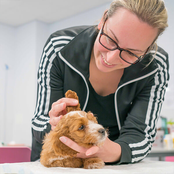 Young woman inspecting a puppy's ears on a vet's table.