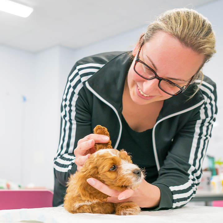 Woman examines a small brown puppy