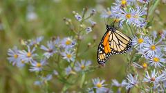 Butterfly sat on purple wild flowers