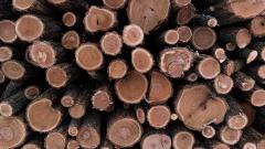 Close-up of a pile of wooden logs