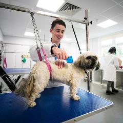 A white dog being groomed on blue table by smiling male student