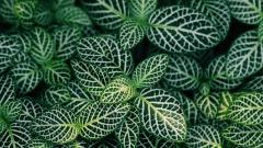 Close-up of variegated plant leaves