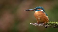 A kingfisher bird sat on a branch