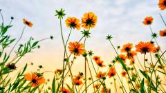 Close-up of orange flowers in a meadow