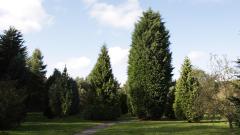 A row of different pine trees