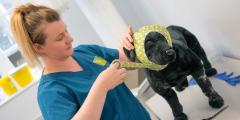 Lady bandaging a model dog