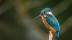 A kingfisher bird sat on a branch