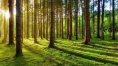 A forest with sun rays