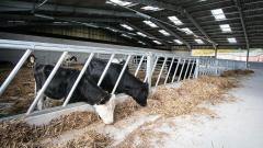 Cows eating hay through some railings