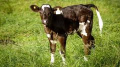 A calf in a field