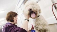 A dog receiving a grooming treatment