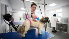 A dog receiving a grooming treatment