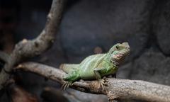 Lizard sat on log looking at camera